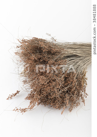 dried wheat straw for decoration dried wheat straw for decoration 38481888