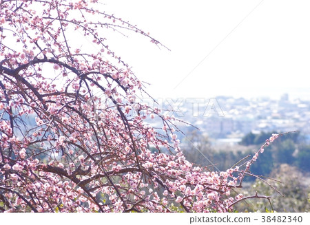 Southern Bairin in full bloom, Nanbu-cho, Hidaka-gun, Wakayama Southern Bairin in full bloom, Nanbu-cho, Hidaka-gun, Wakayama 38482340