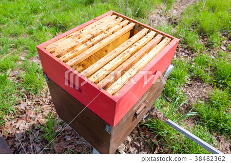 Open hive, beekeeping Open hive, beekeeping 38482362