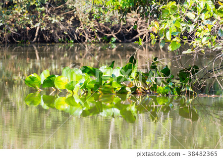 Panorama from Pantanal, Brazilian wetland region. Panorama from Pantanal, Brazilian wetland region. 38482365