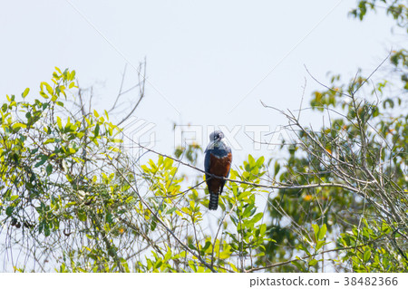 Ringed kingfisher on the nature in Pantanal,Brazil 38482366