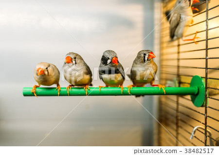 Birds sitting on a stick in pet shop Birds sitting on a stick in pet shop 38482517