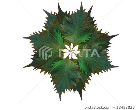 Oba leaves on white background 38482828