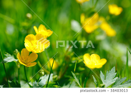 yellow buttercup in green grass 38483013