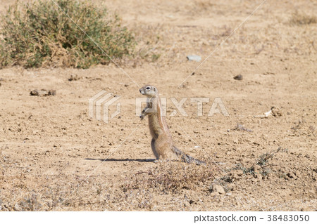 Cape ground squirrel standing, South Africa 38483050