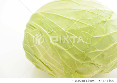 Fresh cabbage 38484100