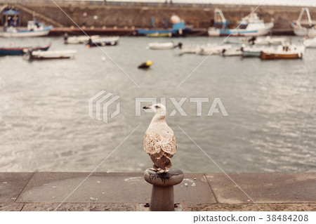 Seagulls at the Pier Seagulls at the Pier 38484208