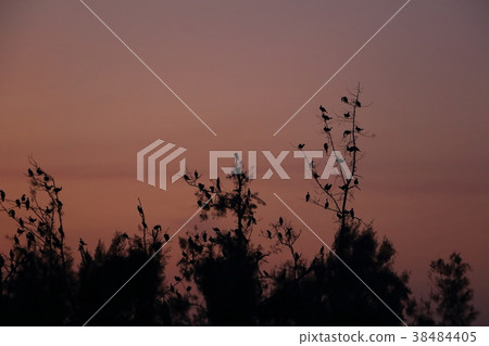 樹上的鸕鶿 樹上的鸕鶿 38484405