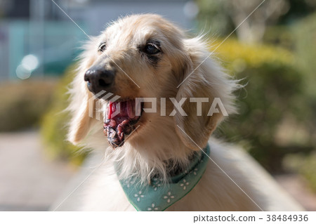 old dog old dog 38484936