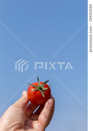 Amera番茄 Amera番茄 38485684