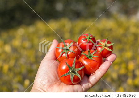 Amera番茄 Amera番茄 38485686