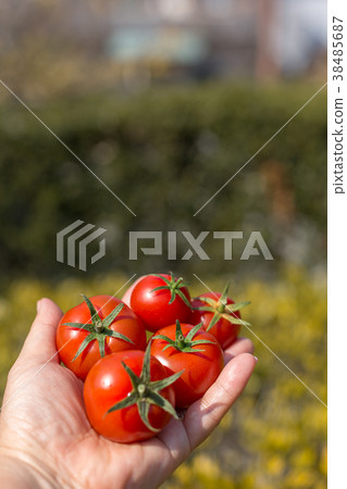 Amera番茄 Amera番茄 38485687