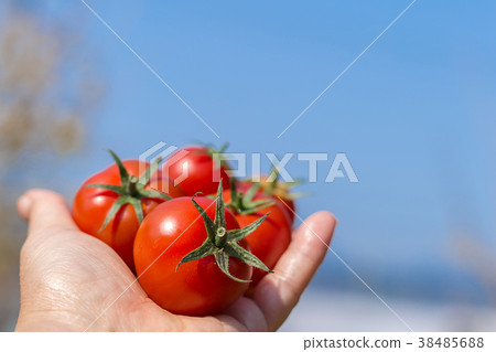 Amera番茄 Amera番茄 38485688