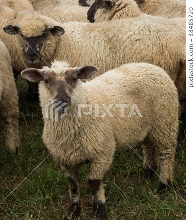New Zealand Lambs New Zealand Lambs 38485720