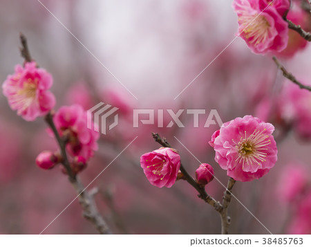 Ume plum · cheese 38485763