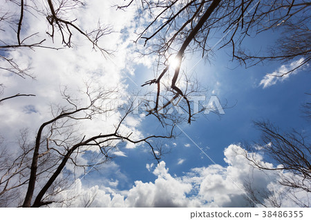Dry tree or dead tree branches on blue sky Dry tree or dead tree branches on blue sky 38486355