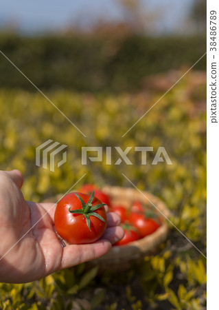 Amera番茄 38486789