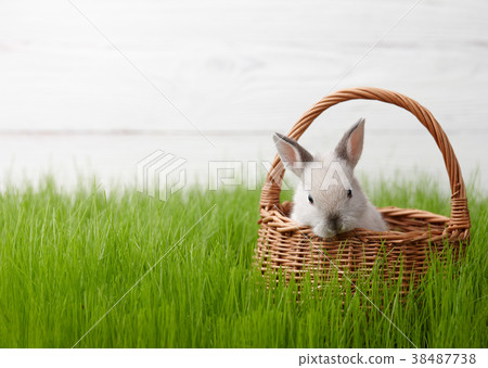 Easter bunny in basket on grass background 38487738