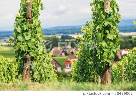 grape fields in Burgundy 38489002
