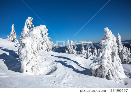 winter landscape of a Christmas tree in the snow 38490467