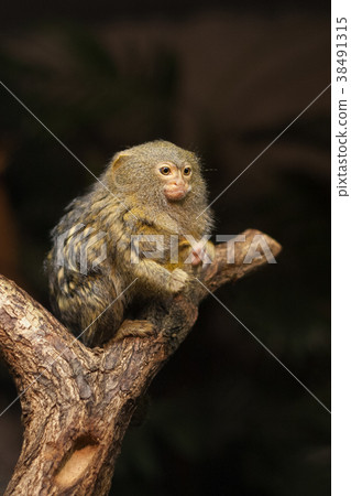 Small monkey pygmy marmoset. 38491315
