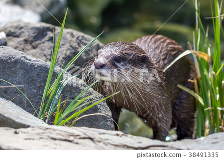 The Asian small-clawed otter. The Asian small-clawed otter. 38491335