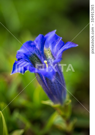 Clusius gentian blue flower. Clusius gentian blue flower. 38491365