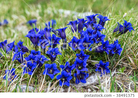 Clusius gentian flowers. Clusius gentian flowers. 38491375
