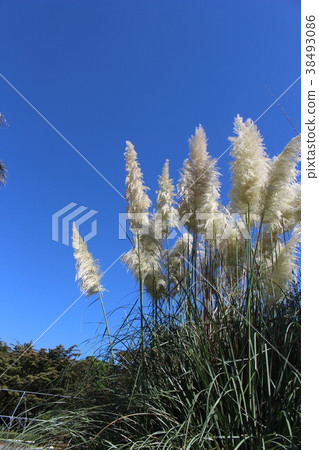 Blue sky and Pampasgrass 38493086