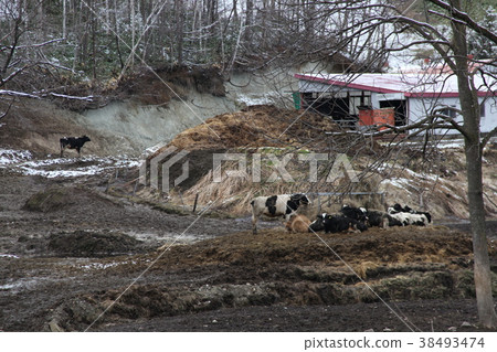 Dairy Farm _ Hokkaido Dairy Farm _ Hokkaido 38493474