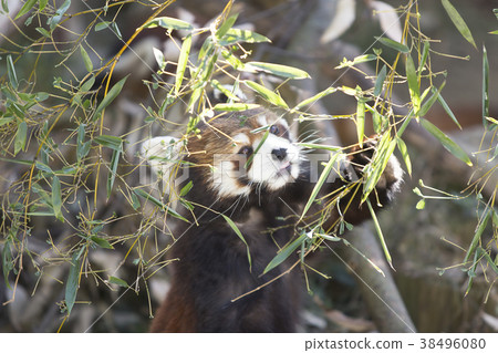 Omuta City Zoo Lesser Panda, 38496080
