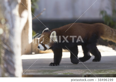 Omuta City Zoo Lesser Panda, Omuta City Zoo Lesser Panda, 38496199