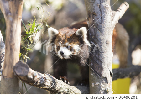 Omuta City Zoo Lesser Panda, Omuta City Zoo Lesser Panda, 38496201