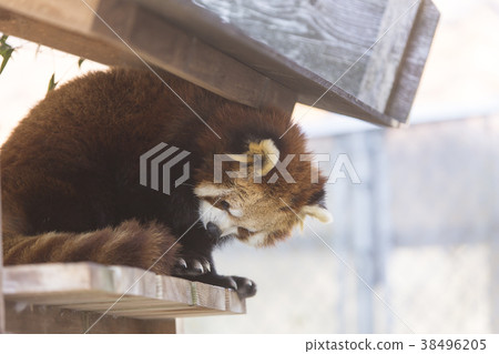 大牟田市動物園小熊貓, 大牟田市動物園小熊貓, 38496205