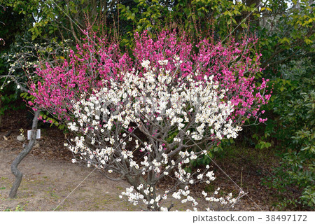 Red plum and white plum Red plum and white plum 38497172