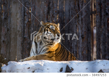 Amur or Ussuri tiger, in winter or the far Eastern Amur or Ussuri tiger, in winter or the far Eastern 38497253