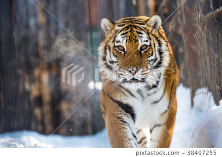 Amur or Ussuri tiger, in winter or the far Eastern Amur or Ussuri tiger, in winter or the far Eastern 38497255