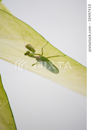 Close up mantis in nature. 38497419