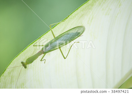 Close up mantis in nature. 38497421