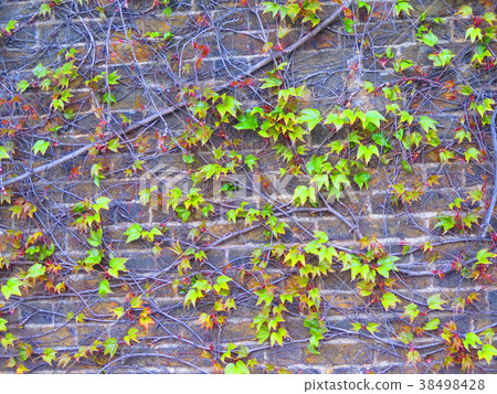 Brick wall with leaves pattern light green color Brick wall with leaves pattern light green color 38498428