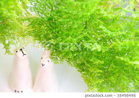 Two animals of fern forest 38498498