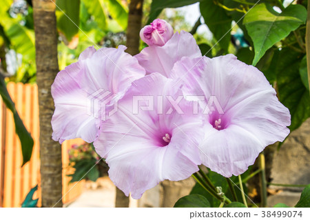 Morning Glory Tree or beautiful white and pink Morning Glory Tree or beautiful white and pink 38499074