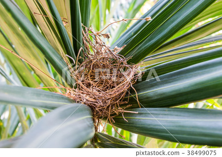 Bird's nest of Geopelia striata on a tree green Bird's nest of Geopelia striata on a tree green 38499075