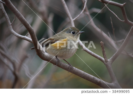 Red-flanked bluetail female Red-flanked bluetail female 38499095