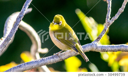 White-eye White-eye 38499739