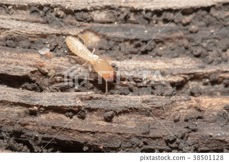 Termites 38501128