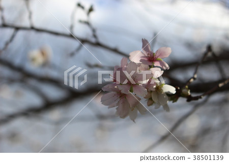 Opening of winter cherry blossoms 38501139