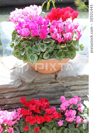 Cyclamen 38501445