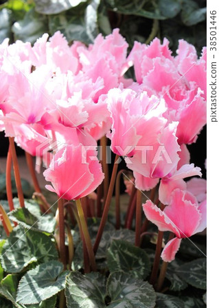 Cyclamen Cyclamen 38501446