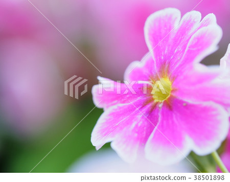 Pink Primula 38501898